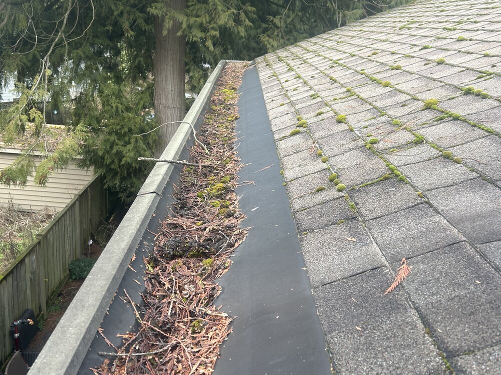 A long gutter run filled with debris and moss beside a cedar